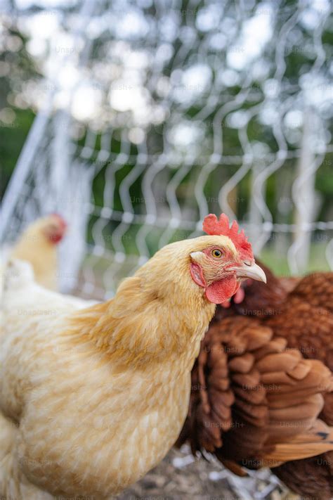 A Group Of Chickens Standing Next To Each Other Photo Hens Image On Unsplash