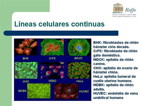 Cultivos Celulares Y Sus Aplicaciones Instituto De Oncologa