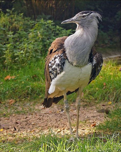 Largest Flying Bird