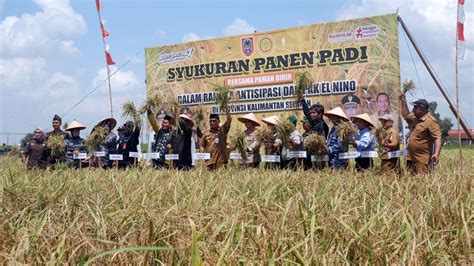 Kalimantan Selatan Panen Raya Di Tengah Ancaman El Nino Kompas Id