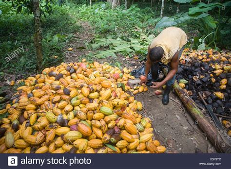 Cocoa Farming High Resolution Stock Photography and Images - Alamy