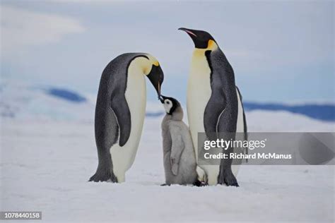 Emperor Penguin Couple Photos And Premium High Res Pictures Getty Images