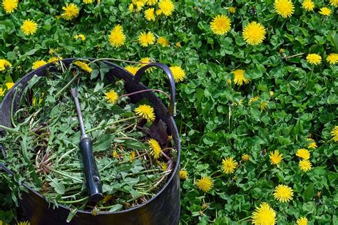 How To Control Dandelions In The Lawn Or Garden