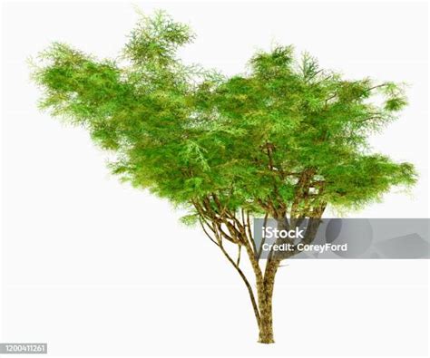 Pohon Akasia Payung Afrika Foto Stok Unduh Gambar Sekarang Pohon