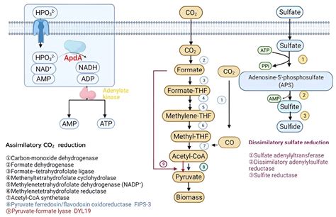 The mystery of phosphite: A scientific detective story leads to ...