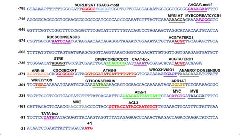 In Silico Analysis Of Various Cis Acting Elements In Shsld The