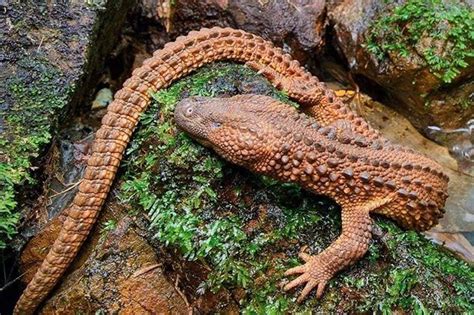 Da Silva Sauro в Instagram: «The earless monitor lizard (Lanthanotus borneensis), por ...