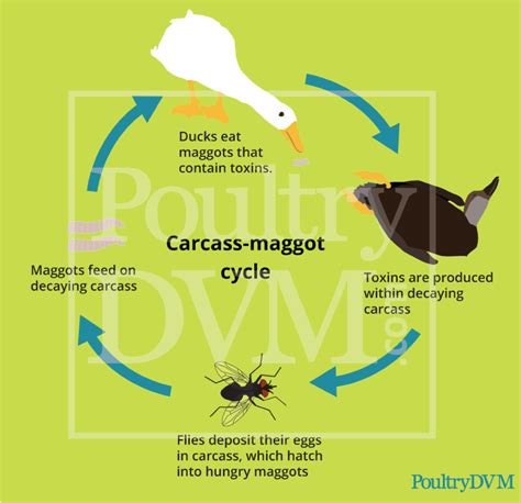 Botulism In Pet Ducks