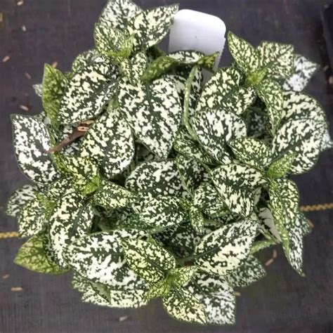 Splash Select White Polka Dot Plant Hypoestes Phyllostachya Splash