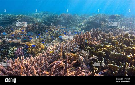 DAVID ATTENBOROUGH: A LIFE ON OUR PLANET, healthy coral reefs, 2020 ...