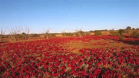 Aerial Views Of Sturt Desert Pea South Australia By Tpm Howie Youtube