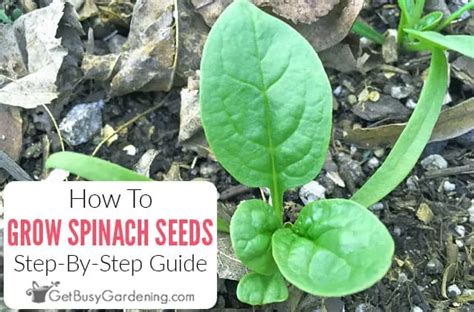 How To Grow Spinach From Seed The Complete Step By Step Guide