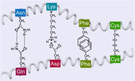 Aminosäuren Peptide And Proteine Bindungspaare