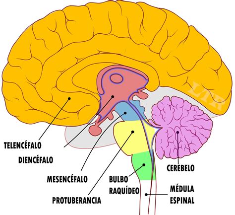 Brain Anatomy And How The Brain Works Artofit