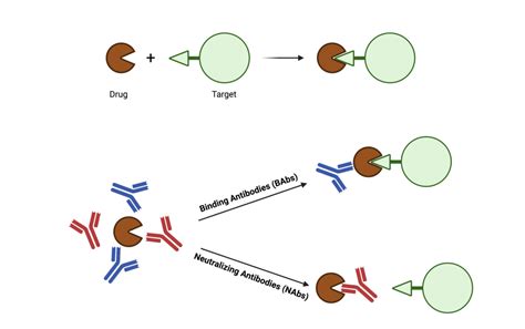 Anti Drug Antibody Assays With Next Generation Protein Sequencing