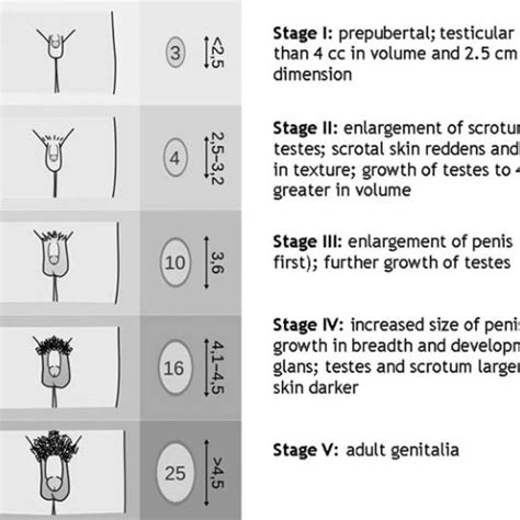 Tanner Staging For Genital Development In Boys Adapted From An Image Download Scientific