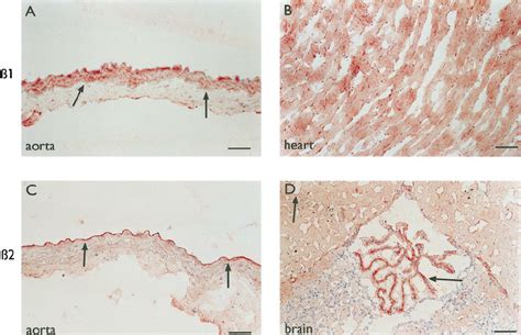 Expression Of 1 And 2 Adrenergic Receptors On Mouse Thoracic