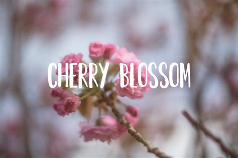 Cherry Blossom Font Stunning Script Fonts Creative Market