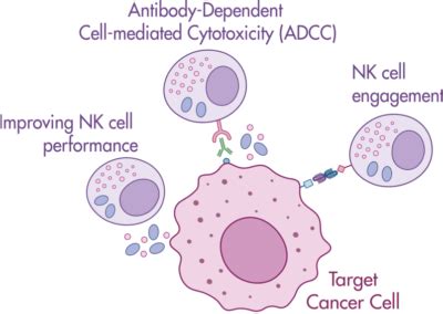 Nk Cell Killing Assays Reaction Biology