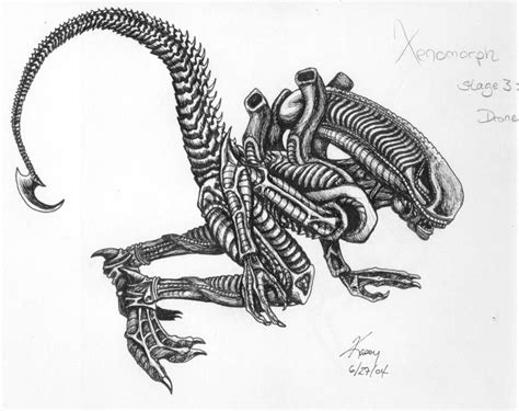 Alien: Xenomorph Drone by 7dragondame7 on DeviantArt