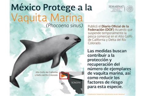 Vaquita Marina Caracter Sticas D Nde Vive Y Peligro De Extinci N