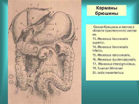 Развитие органов желудочнокишечного тракта и брюшины Д м