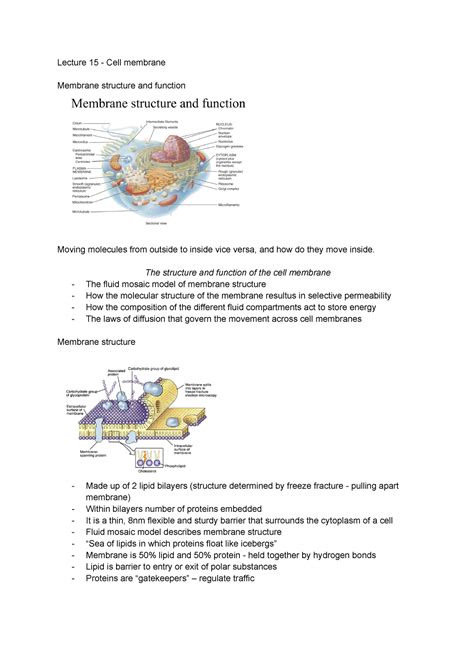 Biosci Notes Lecture 15 Onwards Lecture 15 Cell Membrane Membrane