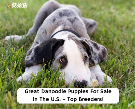 Great Danoodle Puppies For Sale: Top 6 Breeders!