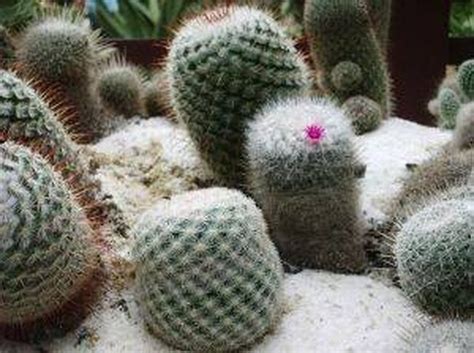 How To Grow Cacti From Seed Hunker