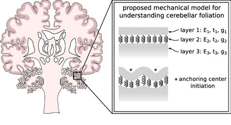 Pdf Tri Layer Wrinkling As A Mechanism For Anchoring Center