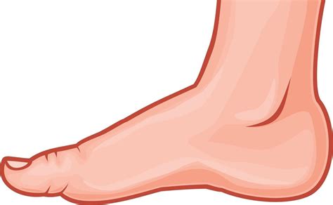 Human Foot Standing 3196003 Vector Art At Vecteezy