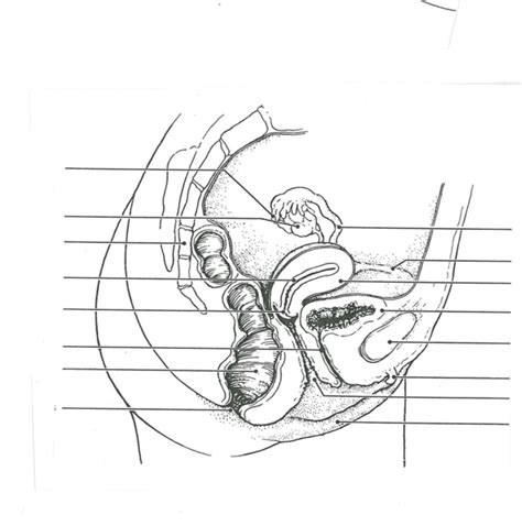 Female Reproductive System Diagram Unlabeled Side View