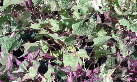 Sweet Potato Vine Grow And Care For Ipomoea Batatas