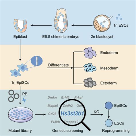 Stem Cells Translational Medicine Vol No