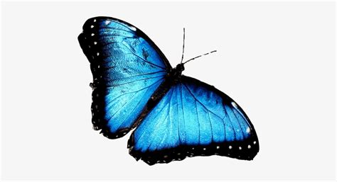 Png Download Flying Blue Butterfly Transparent Background - Kagutaba