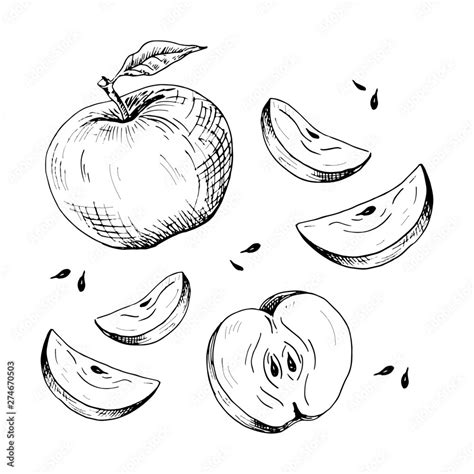 Apple Slice Illustration