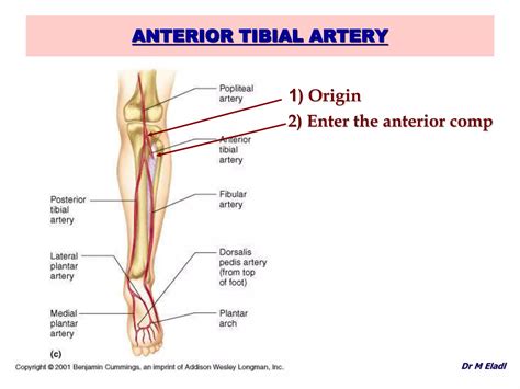 Anatomy Of The Anterior And Lateral Compartments Of The Leg Ppt