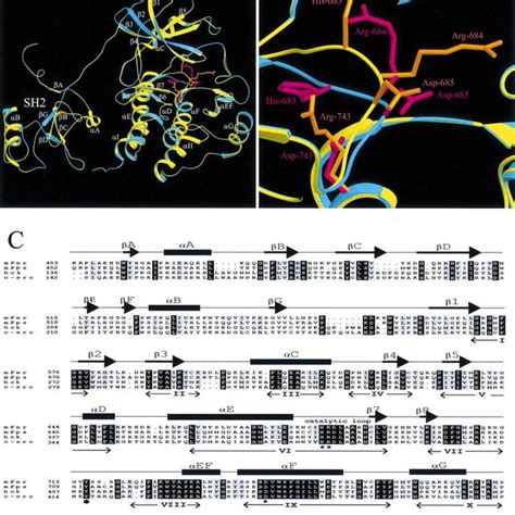 Fer In Vitro Kinase Activity A The Indicated Fer Or Fergfp Proteins