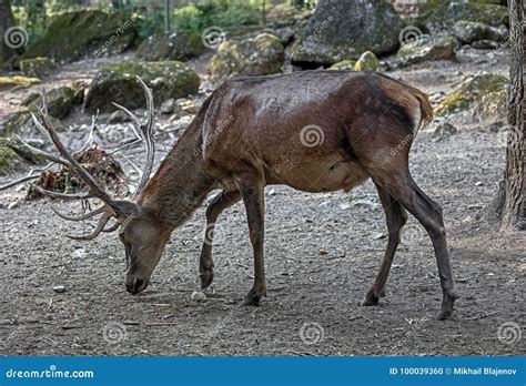 European Red Deer Male 2 Stock Photo Image Of Menaced 100039360