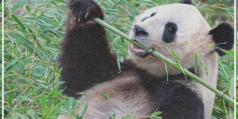 Jubiläum Seit 20 Jahren leben Pandas im Tiergarten Schönbrunn Video