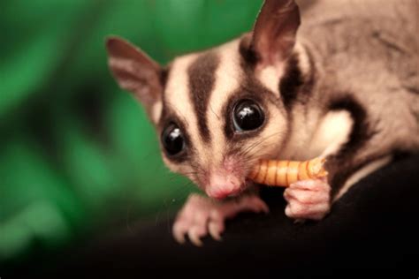 The Sugar Glider Eats Beetle Larva Stock Photo - Download Image Now - iStock