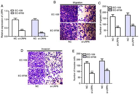 Knockdown Of LRP6 Suppresses Cell Migration And Invasion In ESCC Cells