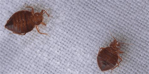 Bed Bug Problems New York City Unlimited Pest