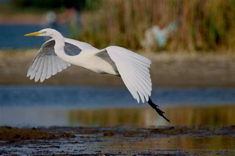 A Flying Great Egret · Free Stock Photo