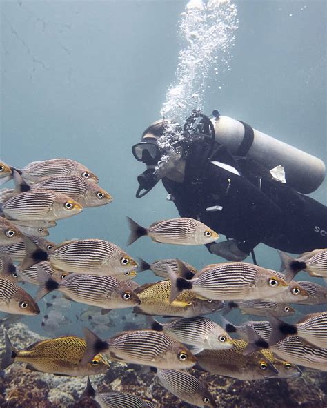 The Truth Behind Scubasteph's Leaked Data
