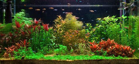 Our (Hand-Picked) 10 Best UV Sterilizer for Aquarium: [Reviews And ...