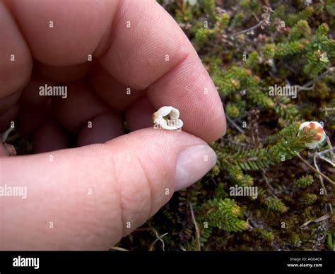 Closeup Of Hand Holding Alaska Moss Heather Wildflower Palmer Creek