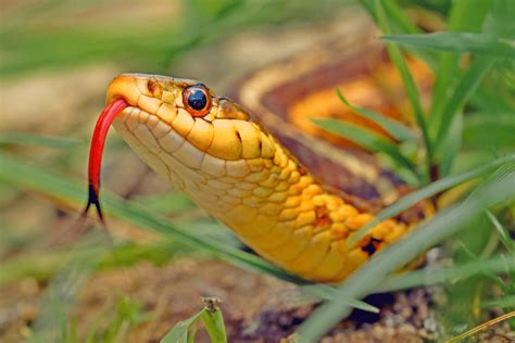 Les Serpents Les Plus Impressionnants Que Vous Pouvez Trouver En France