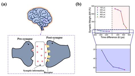 (a) Schematic illustration of the biological brain's pre-and ... 