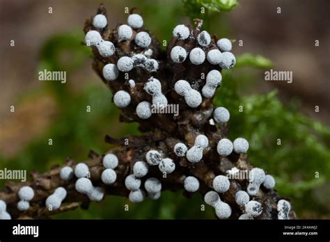 Grey Globe Slime Mould Several Spherical Greyish Fruiting Bodies Next